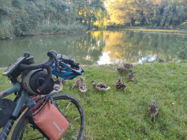 Kolo na travnatém plácku u zelenavého jezírka obklopeného stromy. V popředí se pase skupina kachen.