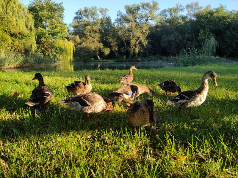 Kačeny se pasou na louce vedle jezírka na kraji lesa, na vzdáleném břehu je vidět převislá vrba a vzrostlé olše