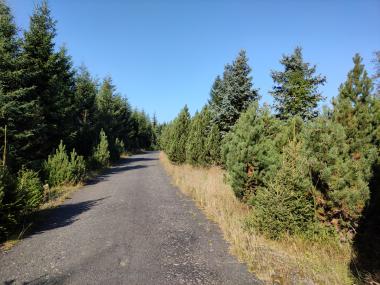 Asfaltka v mapě označená jako Jilmová. Místo jilmů je vroubená klečí