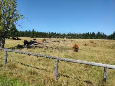 Větrem ošlehané krávy na horské louce za dřevěným plotem