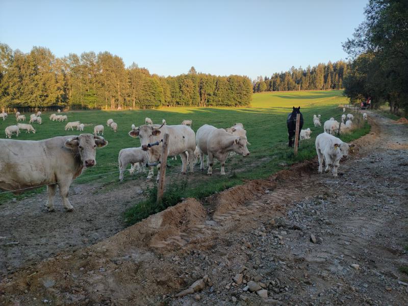 Krávy v ohradě, podél níž ledu po velmi rozorané polní cestě