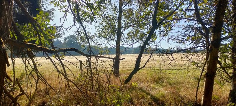 Pohled na nepokosenou pastvinu z cesty skrz stromy