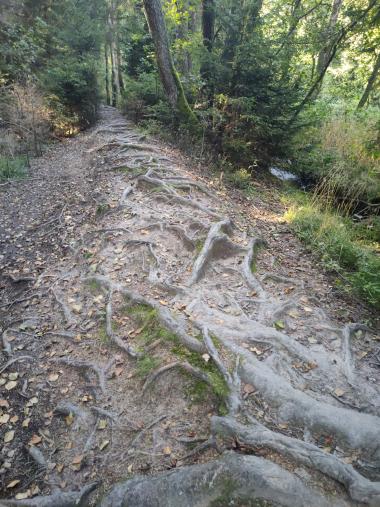 Cesta v lužním lese zcela výhradně tvořená tlustými kořeny přes které nejde pořádně ani jít pěšky
