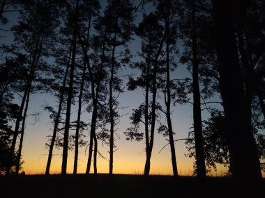 Veřerní obloha přechází z tmavomodré nad hlavou po oranžovou na horizontu, pohled skrz řadu borovic ze kterých je vidět jen silueta